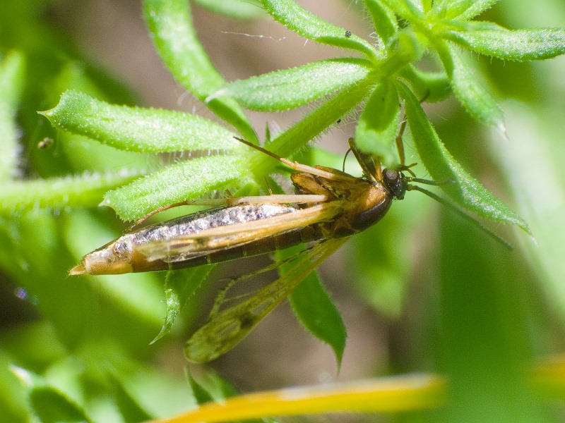 Sesiidae
